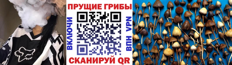 цены   Елец  Псилоцибиновые грибы Psilocybe 